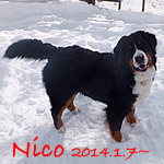 Nico.jpg